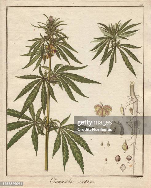 Cannabis plant, Cannabis sativa Handcoloured copperplate engraving from Dr. Friedrich Gottlob Hayne's 'Getreue Darstellung und Beschreibung der in...