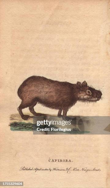 Capibara or capybara Hydrochoerus hydrochaeris 'It grows very fat; the flesh, when eaten, is tender, but has an oily and fishy taste.' Handcoloured...