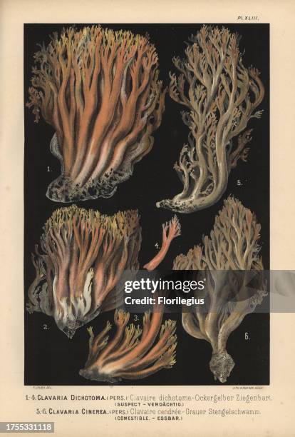 Coral fungus, Clavaria dichotoma, clavaire dichotoma, suspect, white coral fungus, Clavulina cinerea, Clavaria cinerea, clavaire cendree, edible....