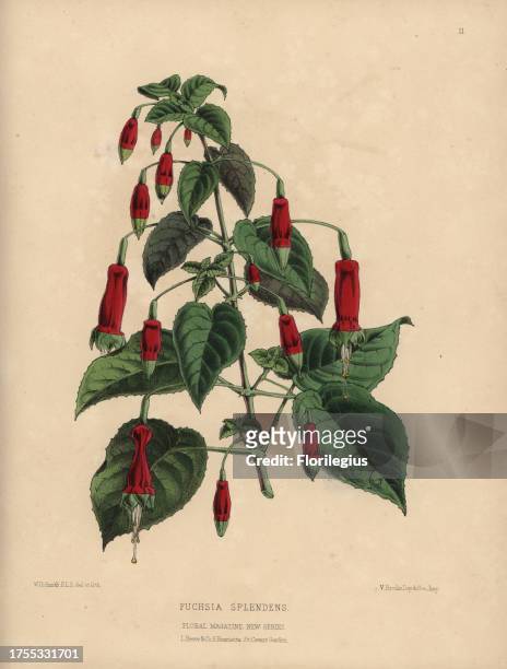 Crimson fuchsia Fuchsia splendens Handcolored botanical drawn and lithographed by W.G. Smith from H.H. Dombrain's 'Floral Magazine' 1872. Worthington...