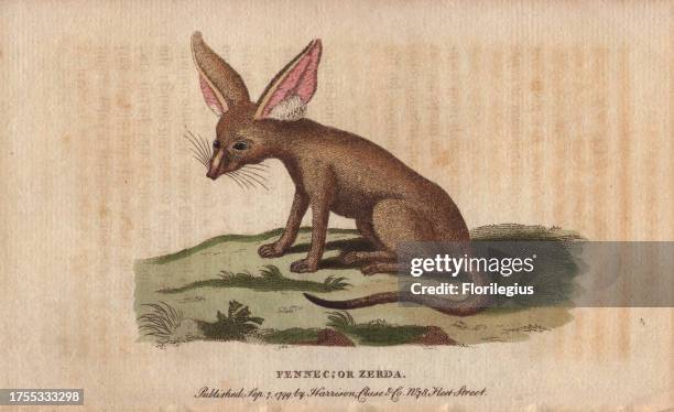 Fennec fox or zerda Vulpes zerda 'Mr. Pennant has given us the figure as first published by Skioldbrand at Stockholm in 1777.' Handcoloured...