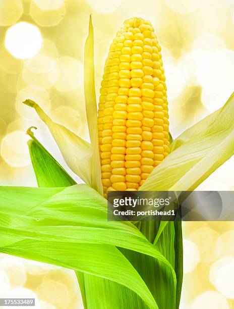 corn - husk stockfoto's en -beelden