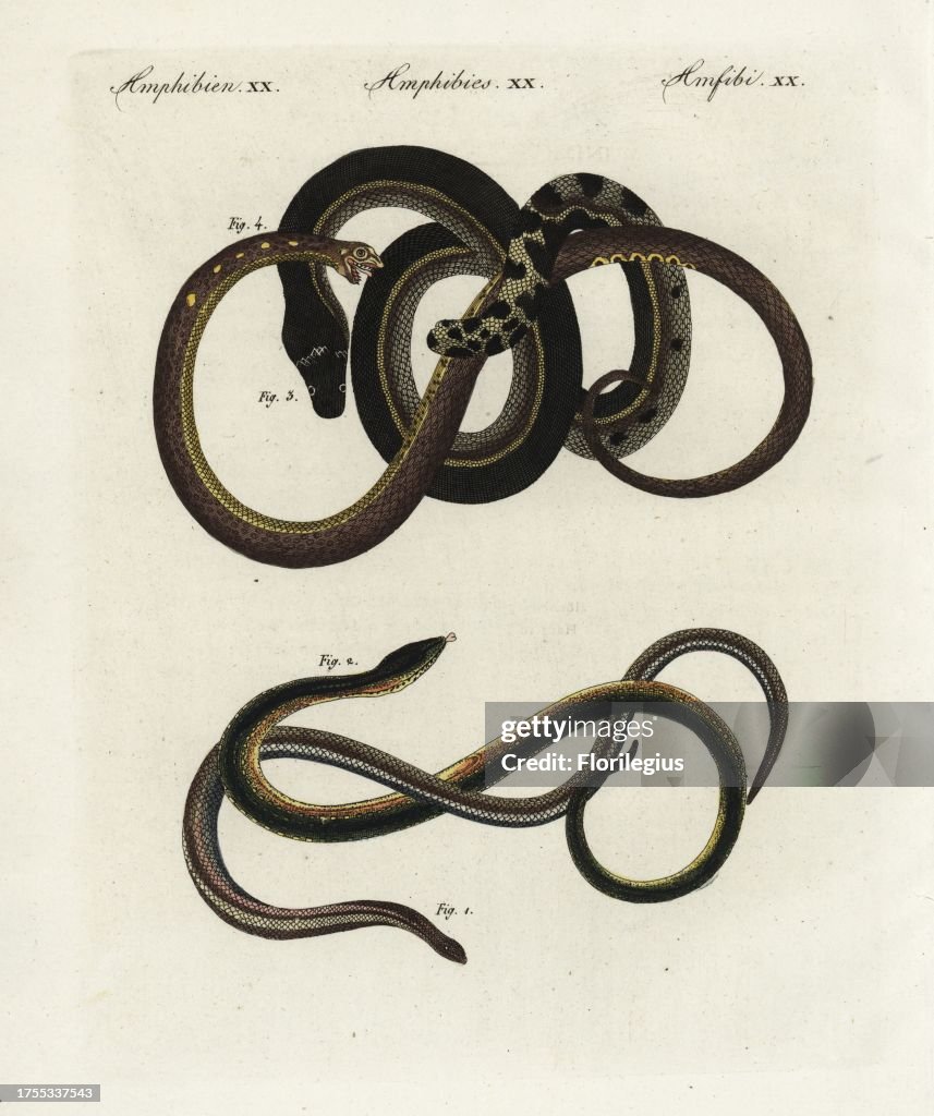 Slow worm