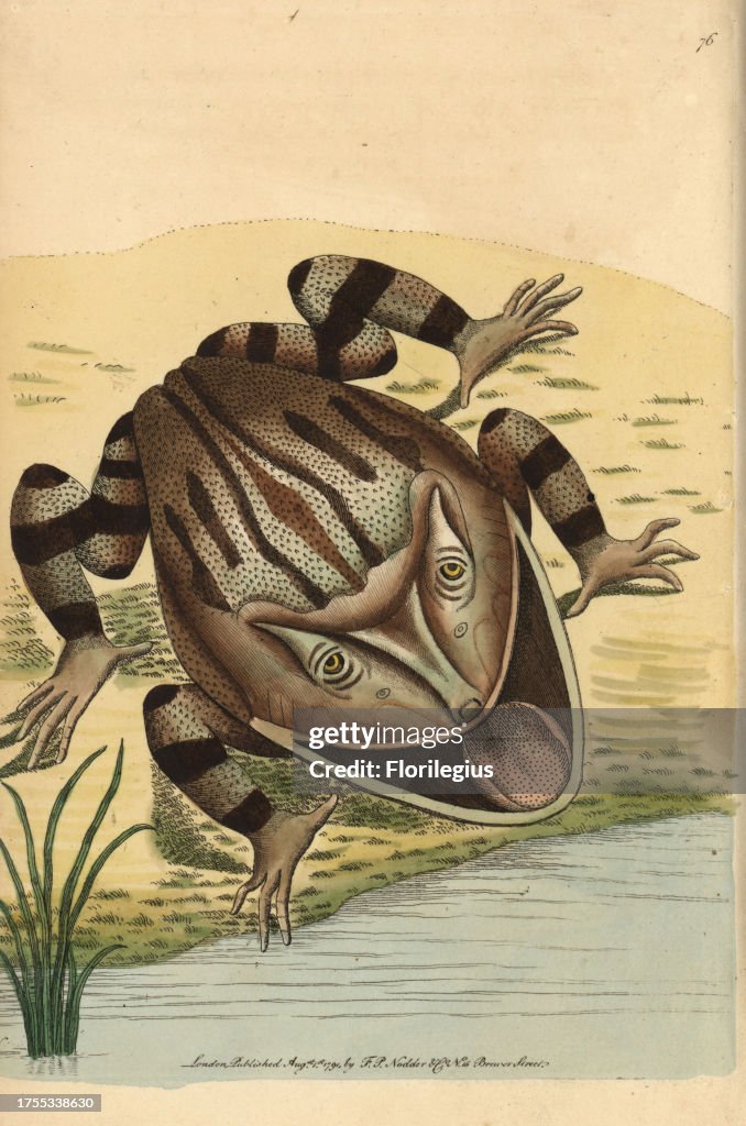 Horned frog, Ceratophrys cornuta