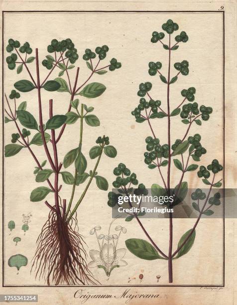 Marjoram, Origanum majorana. Handcoloured copperplate engraving from Dr. Friedrich Gottlob Hayne's 'Getreue Darstellung und Beschreibung der in der...