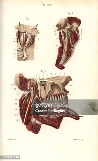 Opthalmic and maxillary nerves in the fifth cranial nerve. Handcolored steel engraving by Davesne of a drawing by Leveille from Dr. Joseph Nicolas...