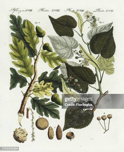 European lime or linden tree, Tilia europaea, and English oak tree, Quercus robur pedunculata, Handcoloured copperplate engraving from Bertuch's...