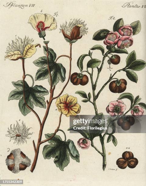 Levant cotton plant, Gossypium herbaceum, and tea plant, Camellia sinensis. Handcoloured copperplate engraving after a botanical illustration by...