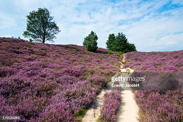 field of heather - veluwe stock pictures, royalty-free photos & images