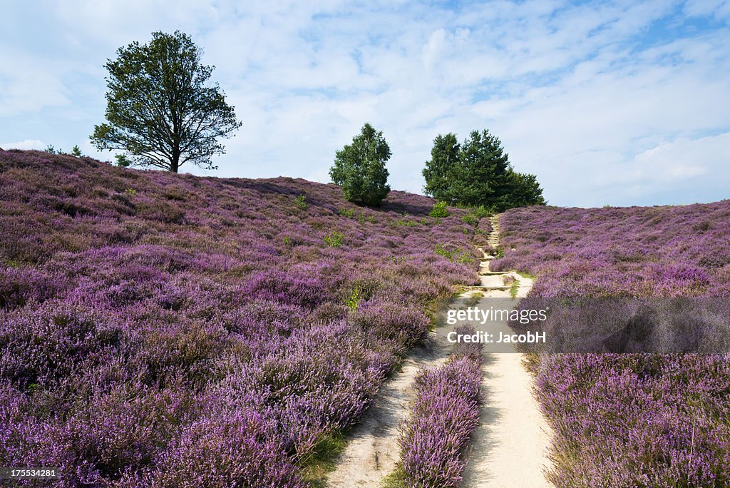 Campo de Urze