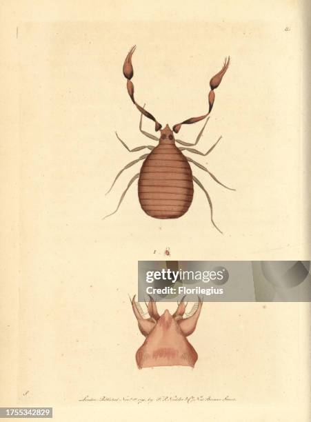 Pseudoscorpion, Chelifer cancroides. Illustration signed S . Handcolored copperplate engraving from George Shaw and Frederick Nodder's 'The...