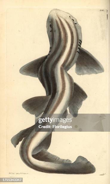 Pyjama shark or striped cat shark, Poroderma africanum. Near threatened. Illustration drawn and engraved by Richard Polydore Nodder. Handcolored...