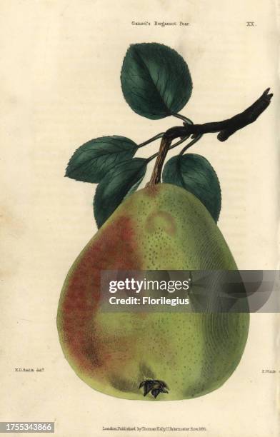 Ripe fruit and leaves of Gansel's Bergamot pear, Pyrus communis. Hand-colored illustration by Edwin Dalton Smith engraved by Watts from Charles...