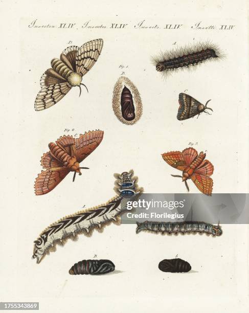 Gypsy moth, Lymantria dispar 1, lappet moth, Gastropacha quercifolia 2, and plum lappet moth, Odonestis pruni 3, with caterpillar and pupa....