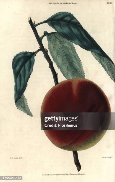 Ripe fruit and leaves of the Bellegarde or Galande Peach, Prunus persica. Hand-colored illustration by Edwin Dalton Smith engraved by Watts from...