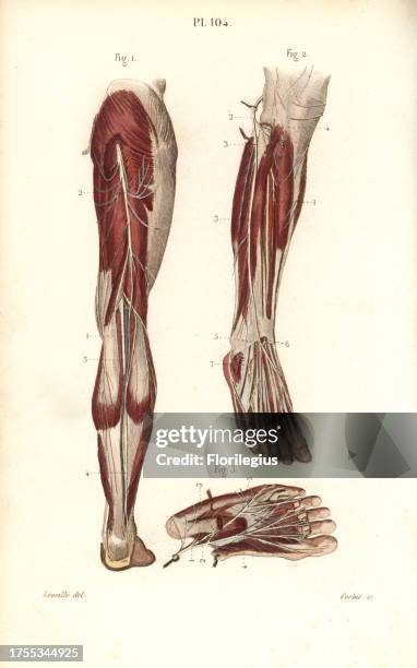 Saphenous and medial plantar nerves. Handcolored steel engraving by Corbie of a drawing by Leveille from Dr. Joseph Nicolas Masse's 'Petit Atlas...