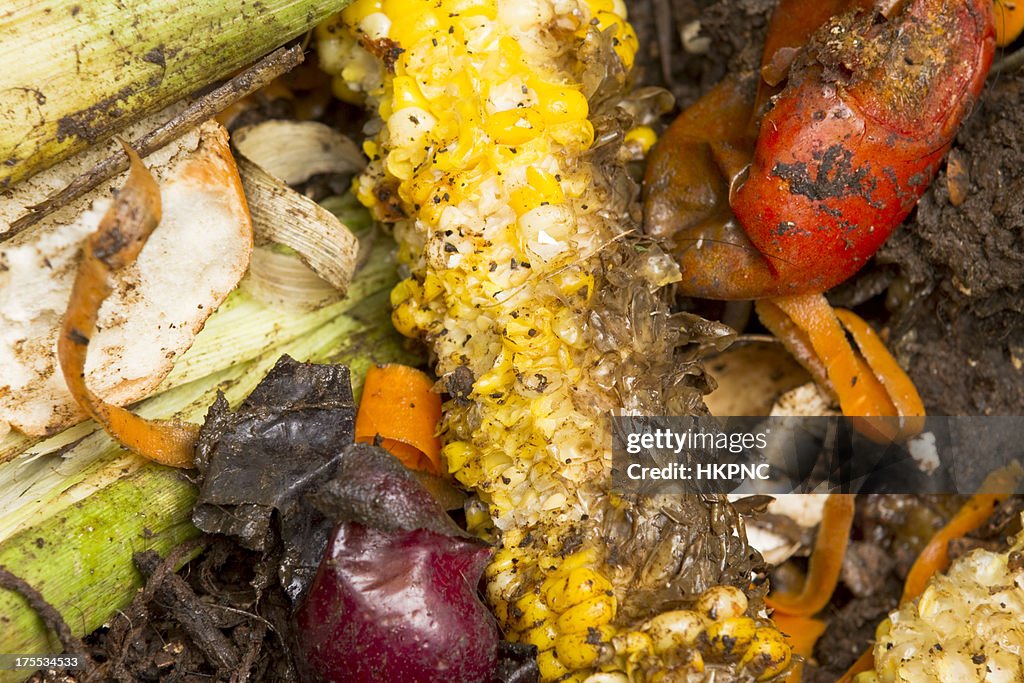 Rotting Vegetables In A Compost Pile