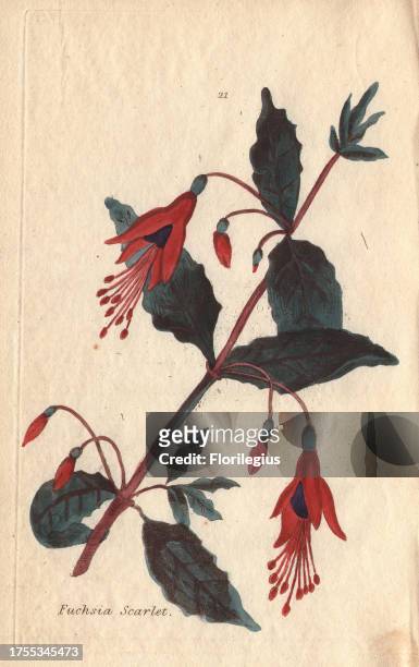 Scarlet fuchsia, Fuchsia coccinea, with vivid scarlet and purple flowers. Illustration by Henrietta Moriarty from 'Fifty Plates of Greenhouse Plants'...
