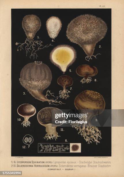 Spiny puffball, Lycoperdon echinatum, lycoperdan epineux, and earthball, Scleroderma verrucosum, scleroderme verrugueux, edible. Chromolithograph by...