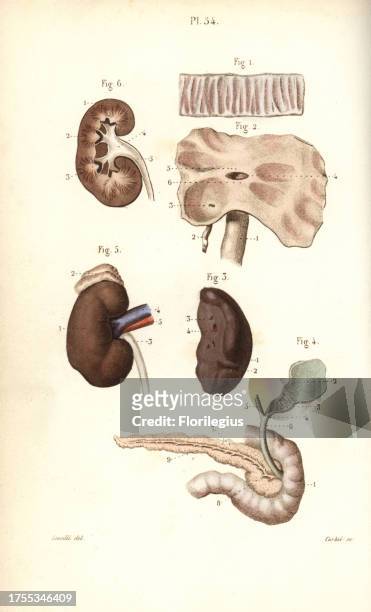 Spleen, kidneys, cecum, bile and pancreas ducts. Handcolored steel engraving by Corbie of a drawing by Leveille from Dr. Joseph Nicolas Masse's...