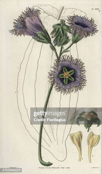 Telfairia pedata Oyster nut, queen's nut, Zanzibar oil vine with lilac and purple flowers. Illustration by WJ Hooker, engraved by Swan. Handcolored...