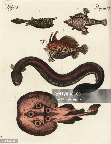 Electric eel, Electrophorus electricus 1, eyed electric ray, Torpedo torpedo 2, Brazilian batfish, Ogcocephalus vespertilio 3, longhorn cowfish,...