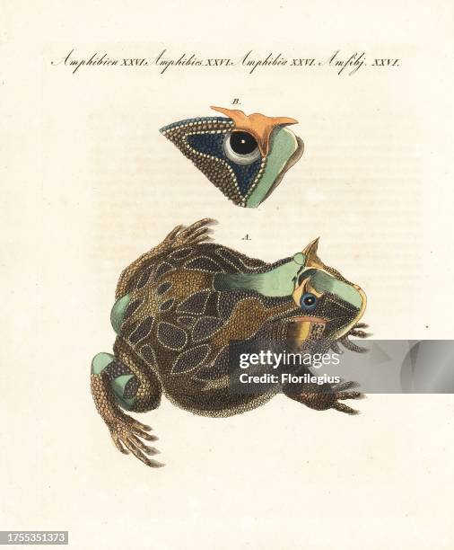 Argentine horned frog, Ceratophrys ornata. Based on a drawing from nature by the German naturalist Wilhelm Gottlob Tilesius. Handcoloured copperplate...