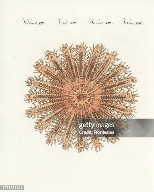 Crown of thorns starfish, Acanthaster planci . Based on an example in the Leverian Museum, London. Copied from Shaw and Nodder's "The Naturalist's...