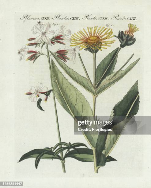 Elecampane, Inula helenium 1, and common soapwort, Saponaria officinalis 2. Handcoloured copperplate engraving from Bertuch's "Bilderbuch fur Kinder"...