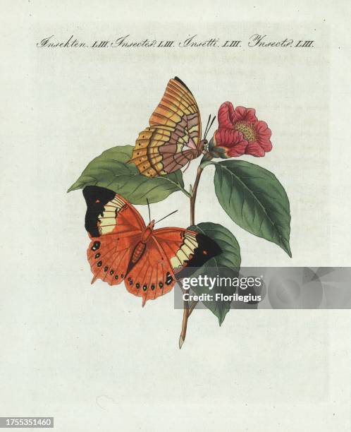 Tawny rajah butterfly, Charaxes bernardus on a camellia, Camellia japonica. Taken from Edward Donovan's "An Epitome of the Natural History of the...