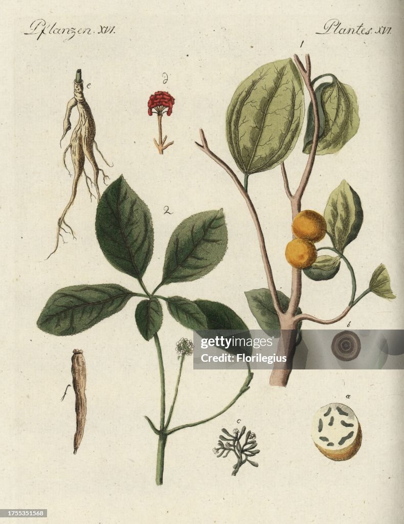 Strychnine tree