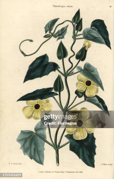 Yellow flowers and leaves of Black-eyed Susan vine, Thunbergia alata. Hand-colored illustration by E.D. Smith engraved by Watts from Charles...