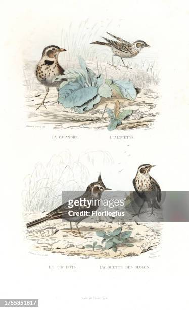 Calandra lark, Melanocorypha calandra, Eurasian skylark, Alauda arvensis, crested lark, Galerida cristata, and marsh lark, alouette des marais....