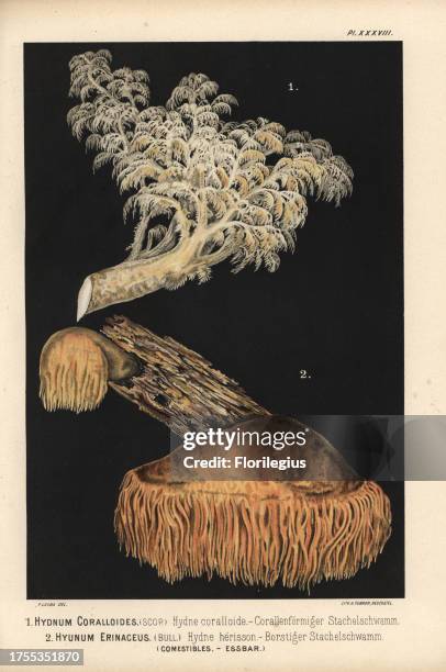 Comb tooth mushroom, Hericium coralloides, Hydnum coralloides, hydne coralloide, and lion's mane mushroom, Hericium erinaceus, Hydnum erinaceus,...
