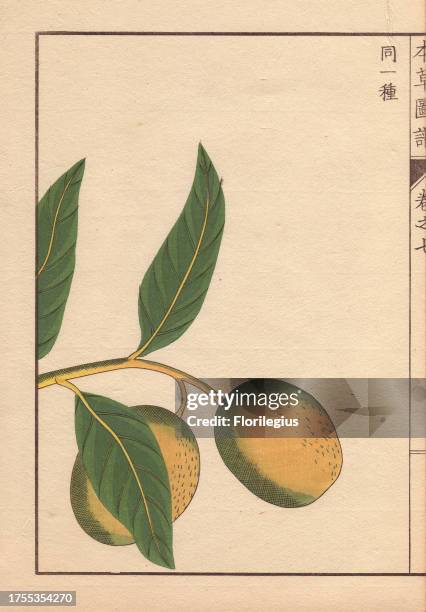 Green seeds and leaves of wild nutmeg and mace, Myristica fatua Houtt. Colour-printed woodblock engraving by Kan'en Iwasaki from 'Honzo Zufu,' an...