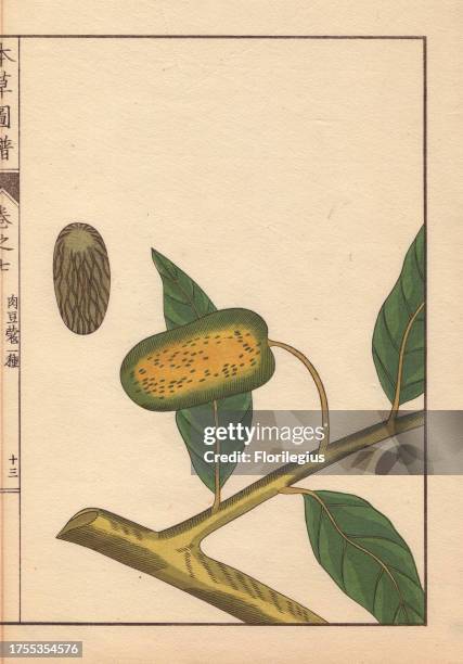 Green seeds and leaves of wild nutmeg and mace, Myristica fatua Houtt. Colour-printed woodblock engraving by Kan'en Iwasaki from 'Honzo Zufu,' an...