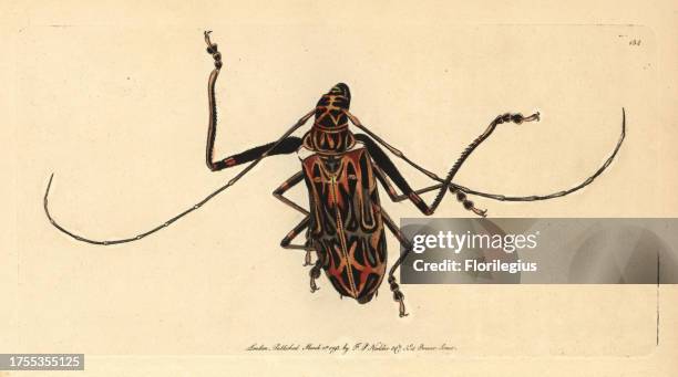 Harlequin beetle, Acrocinus longimanus. Illustration unsigned . Handcolored copperplate engraving from George Shaw and Frederick Nodder's 'The...