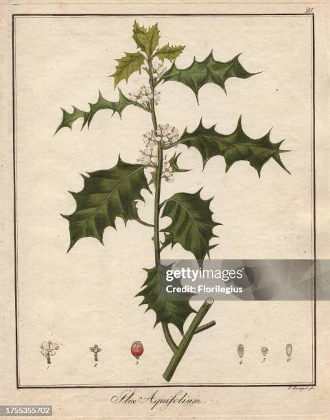 Holly, Ilex aquifolium. Handcoloured copperplate engraving from Dr. Friedrich Gottlob Hayne's 'Getreue Darstellung und Beschreibung der in der...