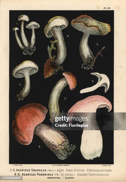 Ivory waxy cap, Hygrophorus eburneus, Agaricus eburneus, agaric blanc d'ivoire, Hygrophorus pudorinus, Agaricus pudorinus, Agaric pudique....