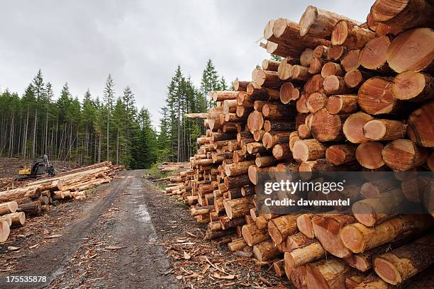 apilado y listo - industria forestal fotografías e imágenes de stock