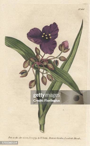 Virginian tradescantia, Tradescantia virginiana . Handcolored copperplate engraving from a botanical illustration by James Sowerby from William...