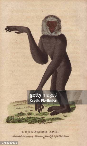 Long-armed ape or gibbon Hylobates sp. 'That which we have figured is in the leverian museum, and is remarkable for the great length and shagginess...