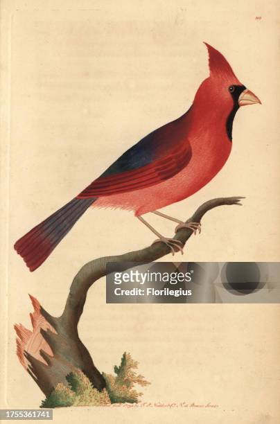 Northern cardinal, Cardinalis cardinalis. Handcolored copperplate engraving from George Shaw and Frederick Nodder's 'The Naturalist's Miscellany'...