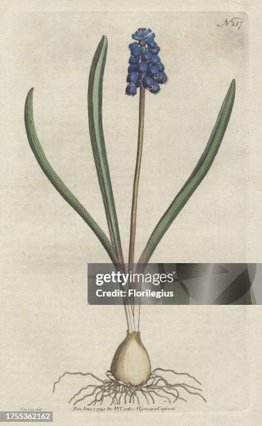 Grape hyacinth, Muscari botryoides . Handcolored copperplate drawn and engraved by Sydenham Edwards from William Curtis's "Botanical Magazine," St....