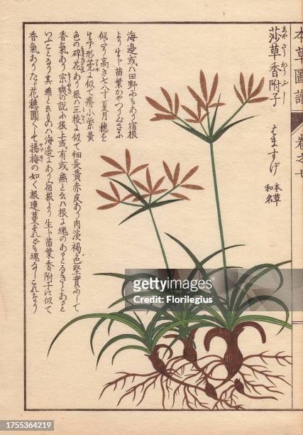 Roots, leaves and flowers of coco-grass, purple nut sedge, red nut sedge, Cyperus rotundus L. Hamasuge Colour-printed woodblock engraving by Kan'en...