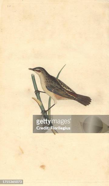 Sedge bird or sedge warbler perched on a reed. Acrocephalus schoenobaenus Edward Donovan was an Anglo-Irish amateur zoologist, writer, artist and...