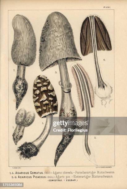 Shaggy ink cap, Coprinus comatus, Agaricus comatus, agaric chevelu, and Coprinopsis picacea, Agaricus picaceus, agaric pie, edible. Chromolithograph...
