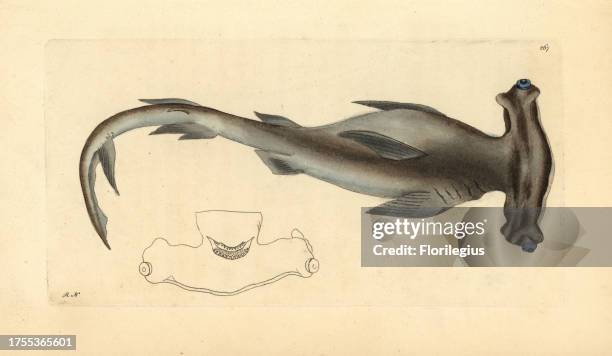Smooth hammerhead shark, Sphyrna zygaena. Illustration signed RN . Handcolored copperplate engraving from George Shaw and Frederick Nodder's 'The...
