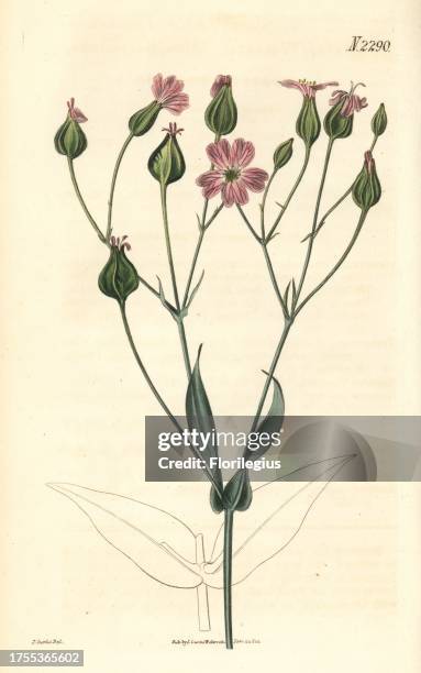 Cowherb, Vaccaria hispanica . Handcoloured copperplate engraving after an illustration by John Curtis from Samuel Curtis's "Botanical Magazine,"...