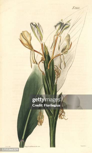 Spiked ginger lily or spike-flowered hedychium, Hedychium spicatum. Handcoloured copperplate engraving by Weddell after an illustration by John...